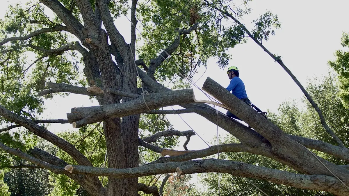 Professional Hazardous Tree Removal performed by certified arborists in Lynchburg