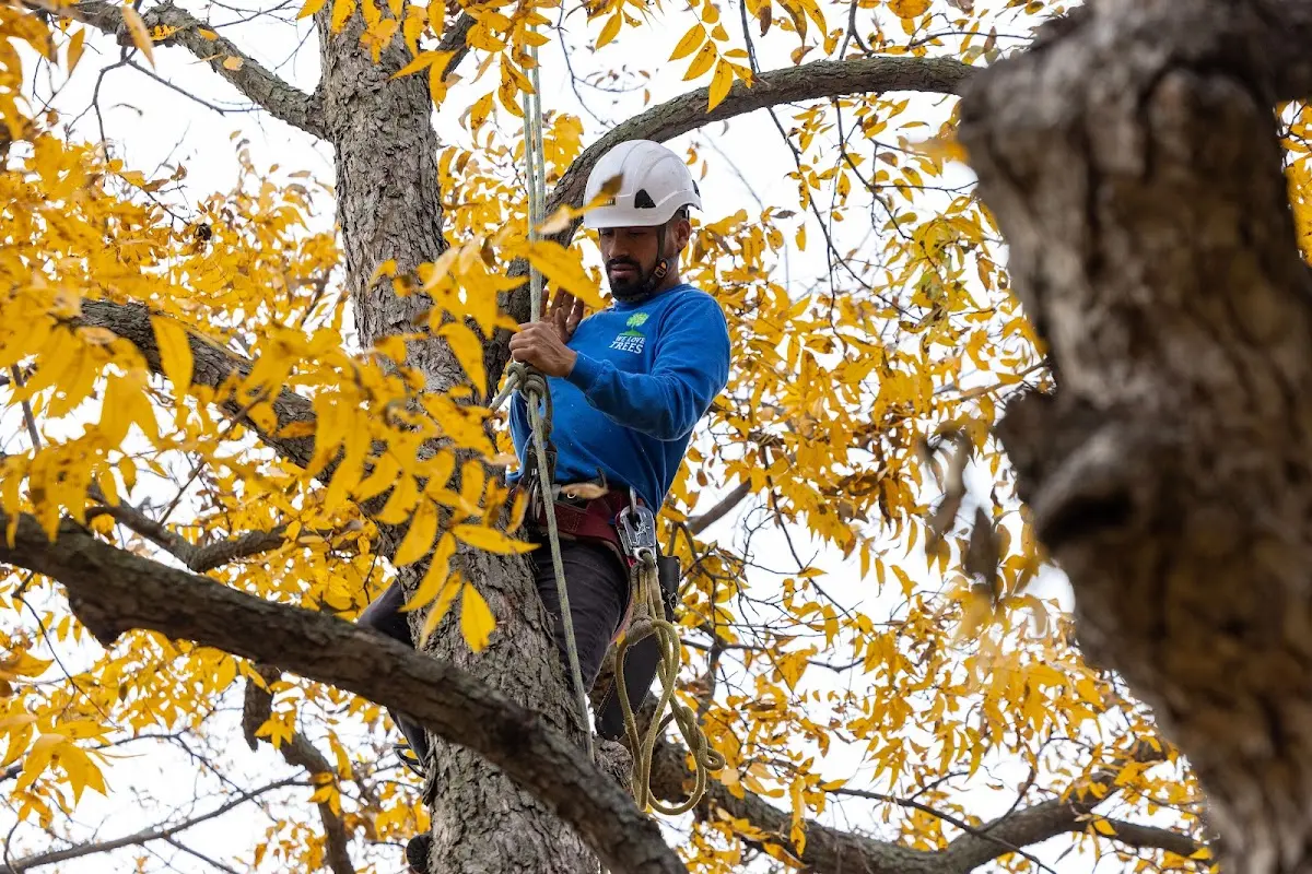Skilled Tree Pruning crew working in Lynchburg